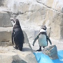 Pingouins